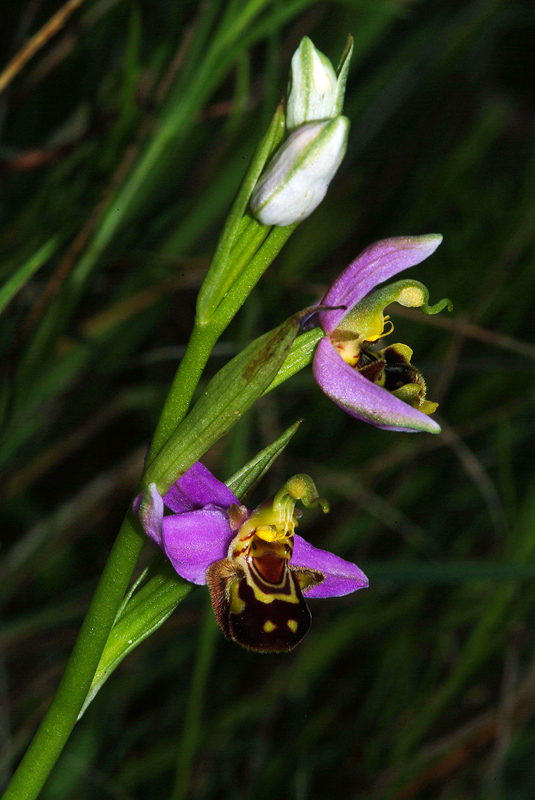 Conferma Ophrys apifera Hudson 14-05-10